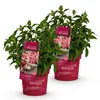 Green boutiQ - Plante de jardin - Hydrangea panniculata Voir les images du produit 2
