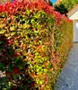 A hedge of Photinia 'Red Robin' plants with red and green leaves, bordering a gravel path next to a white building. Produktbild-Vorschau