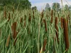 Schmalblättrige Rohrkolben, Cont. 0,5 l Produktbild-Vorschau 4