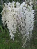 Glicynia (Wisteria) chińska Alba 2L Podgląd zdjęcia produktu 9