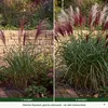 Stauden Gänge 1 x Miscanthus sinensis 'Rotsilber' - Rotes Produktbild-Vorschau 3