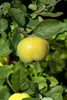 Cydonia 'Apfelquitte', Apfelquitte, 40 cm Stammhöhe Produktbild-Vorschau 2