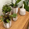 Kolibri Greens | Grünpflanze - Sukkulente Echeveria Miranda Produktbild-Vorschau 5
