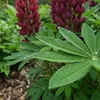 Bloomique - Lot de 6 - Lupinus Gallery Red - Lupin - Voir les images du produit 2