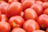 SAFLAX - BIO - Rajče - Principe Borghese - Solanum Náhled obrázku produktu 8