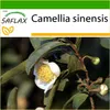 SAFLAX - Skutečný čajový keř - Camellia sinensis - 6 Semena Náhled obrázku produktu 7
