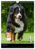 Berner Sennenhund 2027 (Wandkalender 2027 DIN A4 hoch), Produktbild-Vorschau 5