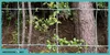 Wildschutznetz - Knotengeflecht - 170 Cm - 25 Mb - Wildzaun Produktbild-Vorschau 2