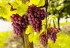 Close-up of ripe red grapes hanging from a vine with green leaves. Produktbild-Vorschau