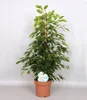 BALDUR Garten Ficus benjamina Danielle ca. 80-90 cm hoch, 1 Produktbild-Vorschau 2