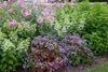Hydrangea paniculata 'Kyushu', Rispenhortensie, weiß, 40–60 Produktbild-Vorschau 3