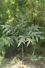 Kyushu-arónie (Amorphophallus kiusianus) – 1 vyklíčené Náhled obrázku produktu 4