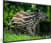 MuchoWow® MuchoWow® Gerahmtes Poster Junger Tapir im Produktbild-Vorschau 1