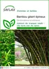 SAFLAX  - Bambou géant épineux - 50 graines - Dendrocalamus Voir les images du produit 1