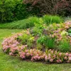 Zwerg-Rhododendron - Rhododendron Bloombux Magenta - Produktbild-Vorschau 6