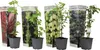 Four potted berry plants are displayed in front of their packaging, which features images of the respective berries. Podgląd zdjęcia produktu