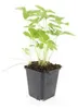 Plantes couvre-sol - Fraise des bois - Fragaria vesca - Pot Voir les images du produit 5