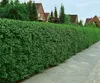A neatly trimmed green hedge runs along a paved sidewalk, with houses visible in the background. Produktbild-Vorschau