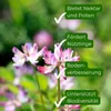 Samenshop24® Winterwicken, vicia villosa, Inhalt: 1kg für Produktbild-Vorschau 3
