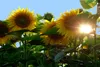 SAFLAX  - Tournesol Titan - 20 graines - Helianthus Voir les images du produit 4
