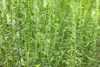 Cytisus scoparius 'Burkwoodii', Besenginster, rot, 30–40 cm Produktbild-Vorschau 5
