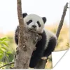 MuchoWow® Poster Panda - Baum - Licht 50x50 cm - Produktbild-Vorschau 1