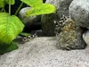 Sable pour aquarium, sable de quartz 0,5-1 mm, gris, 16 kg Voir les images du produit 5