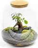 Gardners Skleněná dóza MOLINIA OSÁZEJ SI SÁM Ficus Náhled obrázku produktu 2