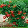 Campsis radicans 'Grandiflora', Trompetenblume, orange, Produktbild-Vorschau 8