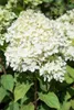 Hydrangea paniculata 'Limelight' -S-, Rispenhortensie, Produktbild-Vorschau 13