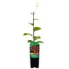 A potted plant with a label. Anteprima dell’immagine prodotto