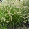 6 x Niedriges Lampenputzergras - Pennisetum alopecuroides  Produktbild-Vorschau 1