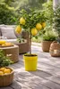 Citrus medica Zedratzitrone 70–100 cm Stämmchen – echte Produktbild-Vorschau 5