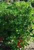 Pittosporum tobira - wawrzyn australijski 30-40 cm - Podgląd zdjęcia produktu 4