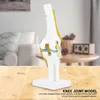 Anatomický model kostry, model kolenního kloubu, výukové Náhled obrázku produktu 3