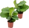 2er Set - Calathea Orbifolia - Korbmarante -Zimmerpflanzen Produktbild-Vorschau 1