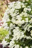 Pieris japonica 'Debutante', Japanische Lavendelheide, Produktbild-Vorschau 6