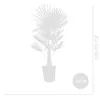 Bloomique - Trachycarpus Fortunei - Chińska palma Podgląd zdjęcia produktu 7