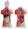 Anatomie Modell Torso des Menschen Anatomiemodell Produktbild-Vorschau 2