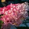 Hydrangea paniculata bílá a růžová 2L Náhled obrázku produktu 5