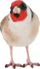 Esschert Design | Gartenfiguren - Vogel - 12 x 8,5 cm - Produktbild-Vorschau 15