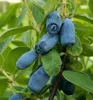 Honigbeere ´BLUE VELVET®´ 20-30 cm, cont. 2,5 l Produktbild-Vorschau 1