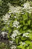 Rispenhortensie Wim's Red 40-60 cm, im Topf - Hydrangea Produktbild-Vorschau 5