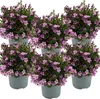 6er-Set - Campanula Ambella Pink - Glockenblume - Produktbild-Vorschau 1