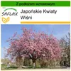 SAFLAX - Japońskie Kwiaty Wiśni - 30 Nasiona - Z podłożem Podgląd zdjęcia produktu 10