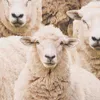 Dekostoff Meterware Baumwollstoff Halbpanama Sheep Flock Produktbild-Vorschau 2