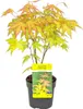A potted Japanese Maple tree with orange and yellow leaves, displayed against a white background with a product information tag. Produktbild-Vorschau