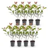 Green boutiQ - Haagplanten - Photnia fraseri Carre Rouge - Voir les images du produit 2