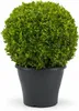 Buchsbaum Kugel Ø 22–25 cm – Buxus sempervirens Produktbild-Vorschau 2