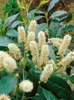 Prunus laurocerasus 'Diana', Kirschlorbeer, immergrün, Produktbild-Vorschau 2